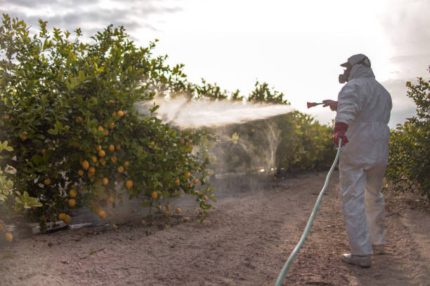 Best Affordable Pest Control Services  in Ferdand, IN