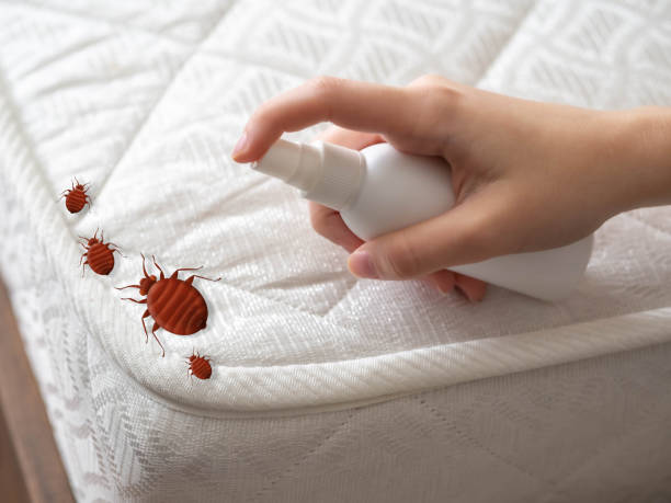 Best Bed Bug Extermination  in Ferdand, IN