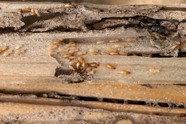 Professional Pest Control in Ferdinand, IN